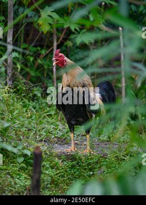 coq croquant parmi les plantes vertes Banque D'Images