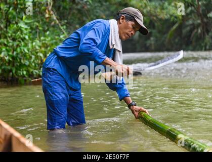 IBAN homme coupant du bambou frais dans l'eau peu profonde avec un machette Banque D'Images