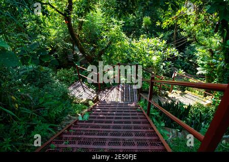 Escaliers en acier dans la forêt au milieu d'une végétation luxuriante. Sylhet, Bangladesh. Banque D'Images