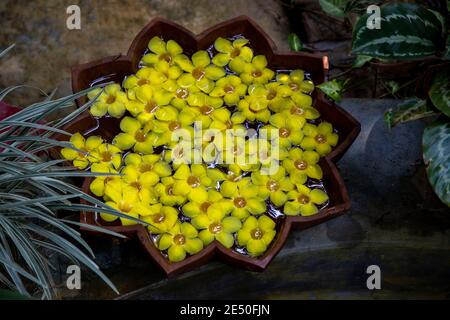 Bol de fleurs flottantes frangipani en face d'un complexe à Sylhet. Bangladesh Banque D'Images