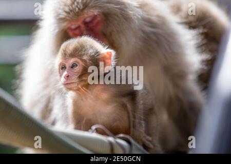 Gros plan de deux macaques japonais, un bébé et sa mère, assis sur un poteau de bambou Banque D'Images