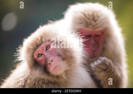 Gros plan de deux macaques mâles japonais se toilettant, sur fond de bokeh vert Banque D'Images