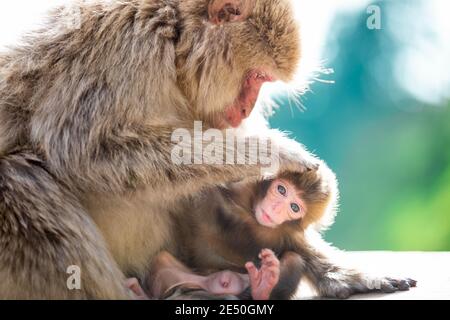 Gros plan sur une macaque japonaise qui raque sa tétée bébé sur fond de bokeh vert Banque D'Images