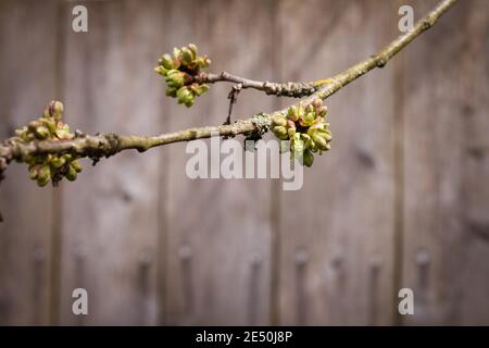 Branche de cerisier avec bourgeons se préparer à la floraison Banque D'Images