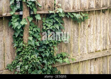 Clôture en bois rustique recouverte d'Ivy verte Banque D'Images