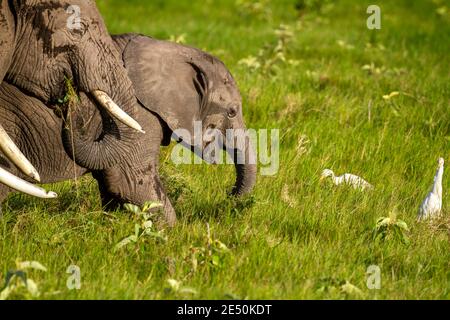 Le veau d'éléphant d'Afrique (Loxodonta africana) court heureusement avec d'autres petits éléphants. Parc national d'Amboseli, Kenya. Faune vue en vacances safari Banque D'Images