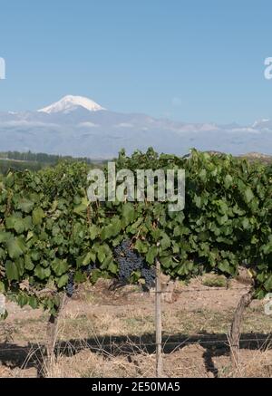 Groupe de plantes de raisins rouges en ligne prêt à Récolte à Mendoza en Argentine Banque D'Images