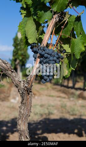 Groupe de plantes de raisins rouges en ligne prêt à Récolte à Mendoza en Argentine Banque D'Images