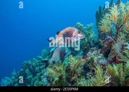 Les récifs coralliens des Caraïbes au large de la côte de l'île de Bonaire Banque D'Images
