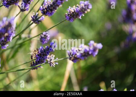 France Provence Sault Honey abeille pollinisant Lavande dans un Lavande Champ Banque D'Images