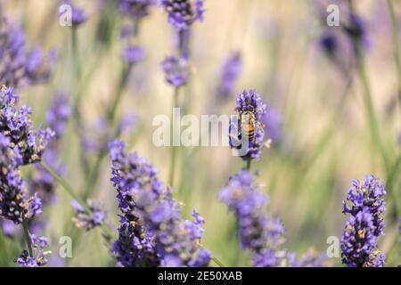 France Provence Sault Honey abeille pollinisant Lavande dans un Lavande Champ Banque D'Images
