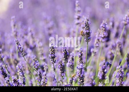 France Provence Sault Honey abeille pollinisant Lavande dans un Lavande Champ Banque D'Images