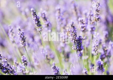 France Provence Sault Honey abeille pollinisant Lavande dans un Lavande Champ Banque D'Images