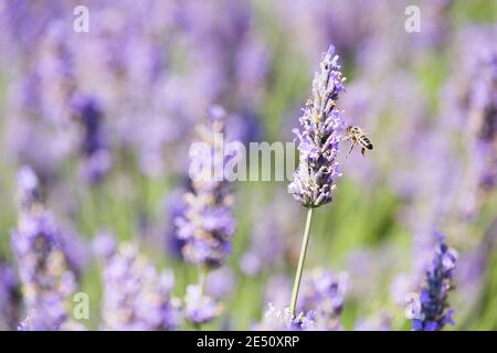 France Provence Sault Honey Bee Lavande en lavande Champ Banque D'Images
