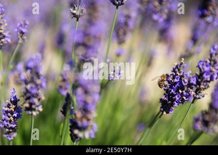 France Provence Sault Honey Bee Lavande en lavande Champ Banque D'Images