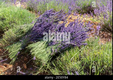 France Provence Sault récolte des fleurs de lavande à Bundles Banque D'Images