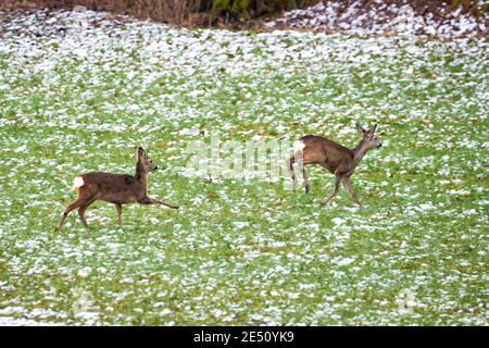 Cerf de Virginie femelle et fauve courant sur le terrain en hiver ( Capranolus capranolus ). Banque D'Images