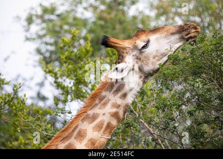 Gros plan sur la tête d'une girafe les feuilles d'un arbre dans la savane sud-africaine Banque D'Images