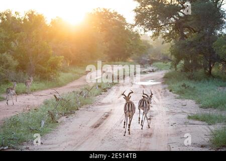 Un troupeau d'Impala qui descendent sur une piste de terre parmi arbres dans la savane sud-africaine au coucher du soleil Banque D'Images