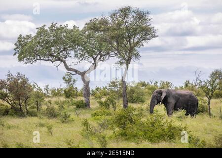 Paysage sud-africain emblématique avec un grand éléphant adulte qui broutage dans la savane près de deux arbres solitaires, sous un ciel bleu avec des nuages puffy Banque D'Images