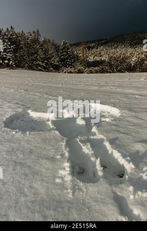 Ange de neige dans la neige fraîche. Trace du corps humain adulte dans le paysage d'hiver.impression de l'espace de copie de corps.scène de crime dans la nature, forme du corps neige Banque D'Images