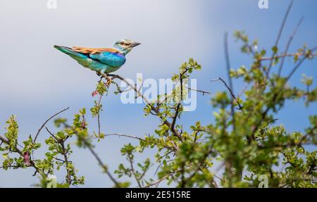 Gros plan d'un rouleau lilas croisé perché sur le membre de l'arbre, parmi le feuillage et contre un ciel bleu d'été Banque D'Images