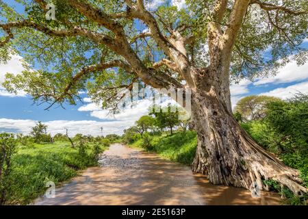 Savane sud-africaine, avec un ruisseau et un immense arbre qui jette des ombres au premier plan Banque D'Images