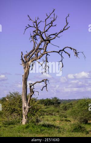 Paysage sud-africain au crépuscule, avec un arbre mort solitaire au premier plan, et la savane s'étendant à l'horizon en arrière-plan Banque D'Images