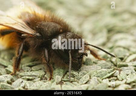 Gros plan sur la tête d'une abeille mason à cornes, Osmia rufa Banque D'Images