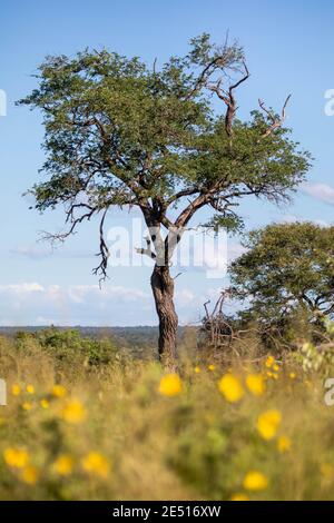 Paysage sud-africain, avec un buisson de fleurs jaunes en premier plan, un couple d'arbres solitaires, et la savane s'étendant à l'horizon Banque D'Images