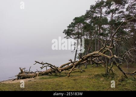 paysage avec arbres abîmés dans le brouillard Banque D'Images