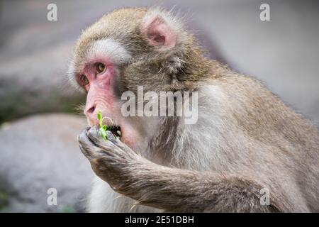 Gros plan d'un macaque japonais mâle adulte se nourrissant sur des feuilles vertes et regardant latéralement, sur un fond bokeh Banque D'Images