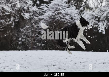 Bordure jumping Collie dans le jardin d'hiver. Le chien noir et blanc attrape de la neige pendant la journée de neige. Banque D'Images