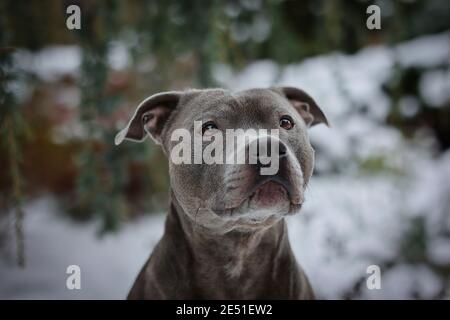 Gros plan de l'adorable Staffordshire Bull Terrier dans le jardin d'hiver. Tête de chien de taureau de l'équipe pendant la journée froide de neige. Banque D'Images