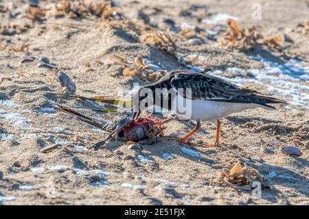 Turnstone, Arenaria interprés, en plumage d'hiver. Un mangeur opportuniste, mangeant le cadavre d'un oiseau lavé sur la ligne de marée sur la plage de Snettisham Banque D'Images
