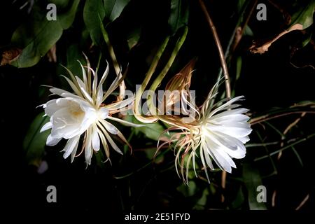 Vue de face de deux fleurs blanches de la reine de la nuit (Epiphyllum oxypetalum) Cactus plante, floraison nocturne, avec charme, envoûtant parfumé Banque D'Images