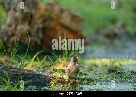 Goldfinch avec une tête rouge, songbird, debout sur le bord de l'eau, avec réflexion. En arrière-plan, un tronc d'arbre mort, des branches et de l'herbe Banque D'Images