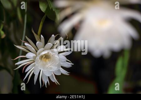 Vue de face de deux fleurs blanches de la reine de la nuit (Epiphyllum oxypetalum) Cactus plante, floraison nocturne, avec charme, envoûtant parfumé Banque D'Images