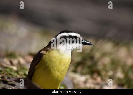 gros plan d'un grand kiskadee (Pitangus sulfuratus) (bienteveo comun) Dans un parc public de Buenos Aires Banque D'Images