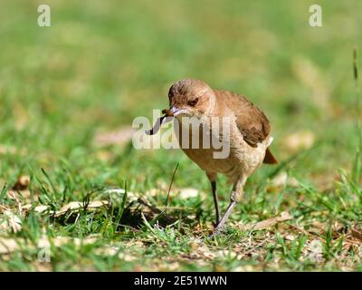 Hornero rufous (Furnarius rufus), oiseau national de l'Argentine et de l'Uruguay, se nourrissant sur le terrain dans un parc public de Buenos Aires Banque D'Images