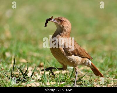 Hornero rufous (Furnarius rufus), oiseau national de l'Argentine et de l'Uruguay, se nourrissant sur le terrain dans un parc public de Buenos Aires Banque D'Images