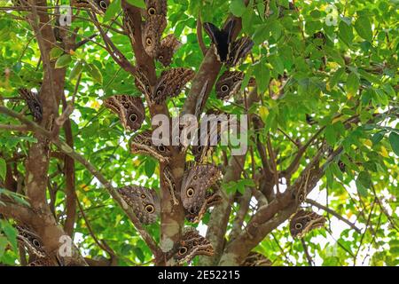 Papillons de la grande chouette (Caligo) dans un arbre, Mindo, Equateur. Banque D'Images