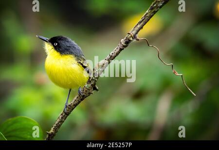 Un Tody-flycatcher commun ou un Tody-flycatcher à front noir (Todirostre cinereum) Au Costa Rica Banque D'Images