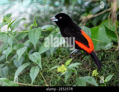 Un Tanager (Ramphocelus passerinii) au Costa Rica Banque D'Images