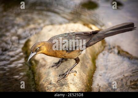 Une femelle de Grackle à queue fine ou de Grackle mexicain (Quiscalus mexicanus) Perchée sur une crique au Costa Rica Banque D'Images