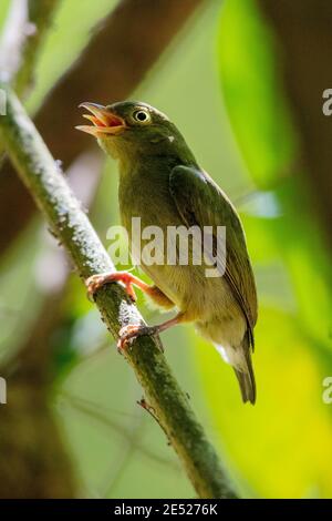 Une femelle de Manakin à capuchon rouge (Ceratopipra mentalis) dans le parc national de Carara, province de Puntarenas, au Costa Rica Banque D'Images