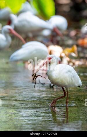 Oiseaux blancs américains (Eudocimus albus) dans le parc national de Carara, province de Puntarenas, Costa Rica Banque D'Images