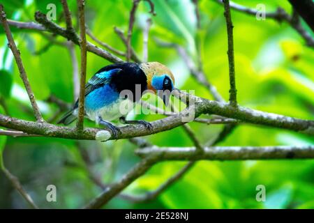 Un Tanager à capuchon doré (Tangara larvata) au Costa Rica Banque D'Images