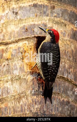 Un pic à joues noires (Melanerpes pucherani) dans la province de Cartago, à Tayutic, au Costa Rica Banque D'Images