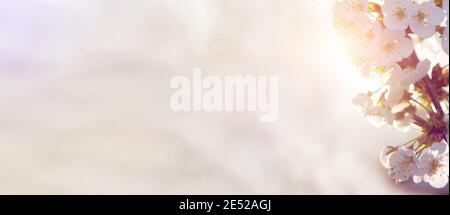 Bannière printanière, branches de cerisier en fleur sur fond de ciel bleu et papillons sur la nature en plein air. Journée ensoleillée de Pâques. Fleurs de printemps Banque D'Images